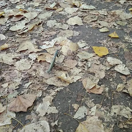 Casa Romero * El Bosque (Cadiz)